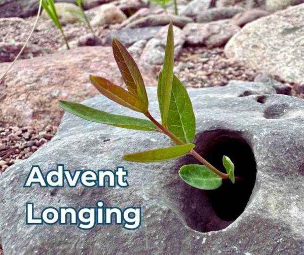 image of a plant coming out of a rock and the title Advent Longing